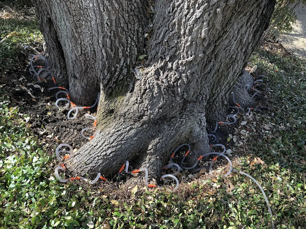 Detailed Tree Cabling and Bracing job site in West Barnstable