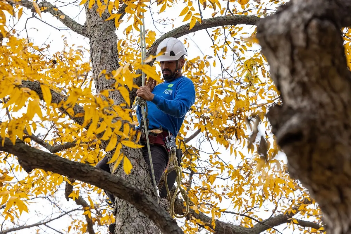 Skilled Tree Transplanting crew working in West Barnstable