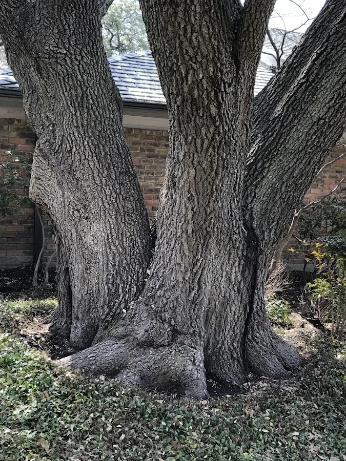 Mature heritage tree close to a West Barnstable property cared for by certified arborists